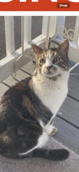 Lost Male Cat last seen Tabby short hair brown white hazel eyes , Saugerties, NY 12477