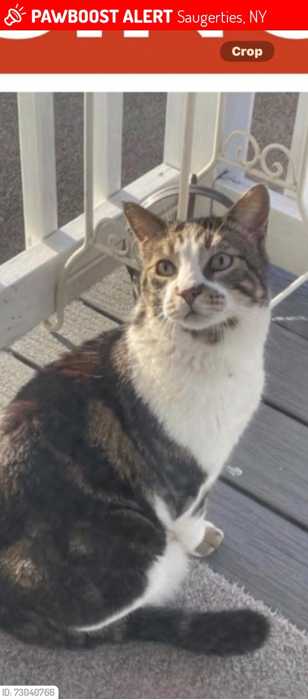 Lost Male Cat last seen Tabby short hair brown white hazel eyes , Saugerties, NY 12477