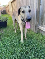 Found/Stray Male Dog last seen Spring cypress and grant road, Cypress, TX 77429