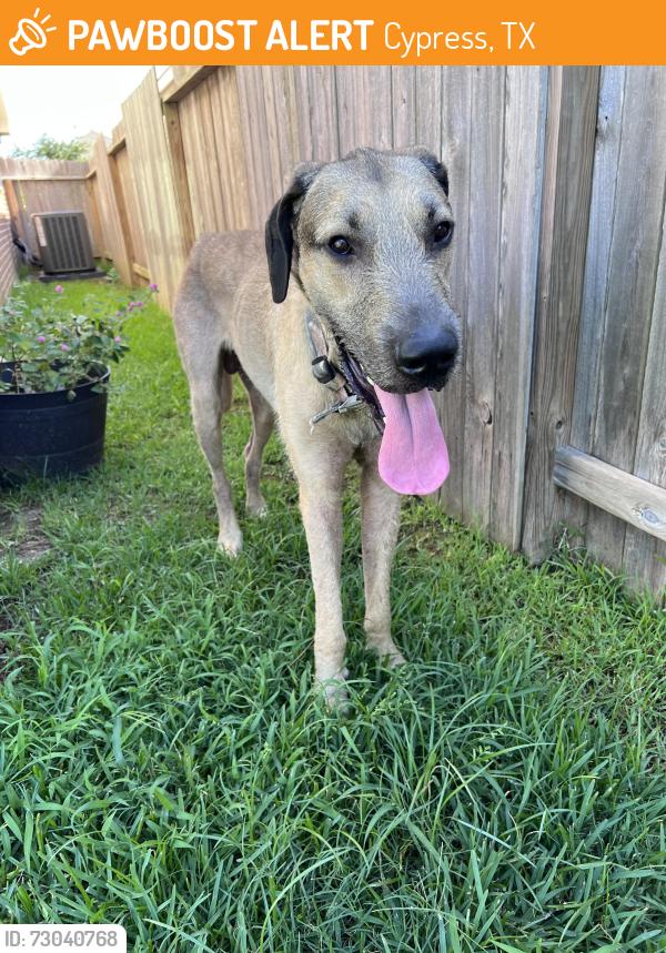 Found/Stray Male Dog last seen Spring cypress and grant road, Cypress, TX 77429