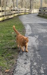 Lost Male Cat last seen Al Mink Bridge on the Five Mile Trail, Turpin Hills, OH 45244
