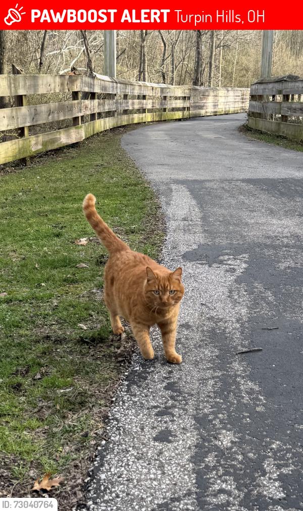 Lost Male Cat last seen Al Mink Bridge on the Five Mile Trail, Turpin Hills, OH 45244