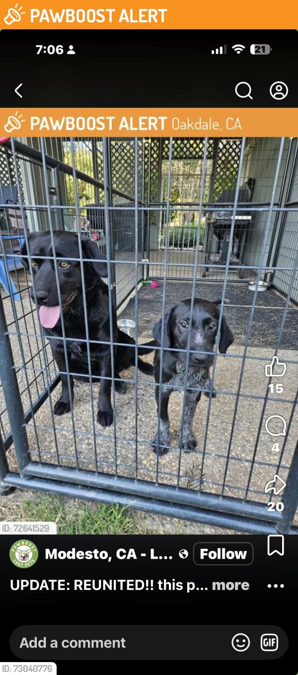 Found/Stray Male Dog last seen Rodden rd, Stanislaus County, CA 95361
