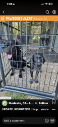 Found/Stray Male Dog last seen Rodden rd, Stanislaus County, CA 95361