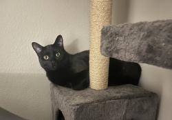 Lost Male Cat last seen Cheyenne St, Irving, TX 75062