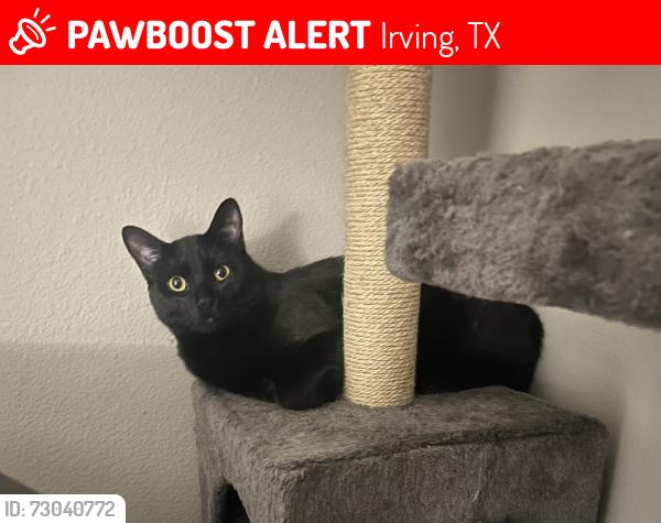 Lost Male Cat last seen Cheyenne St, Irving, TX 75062