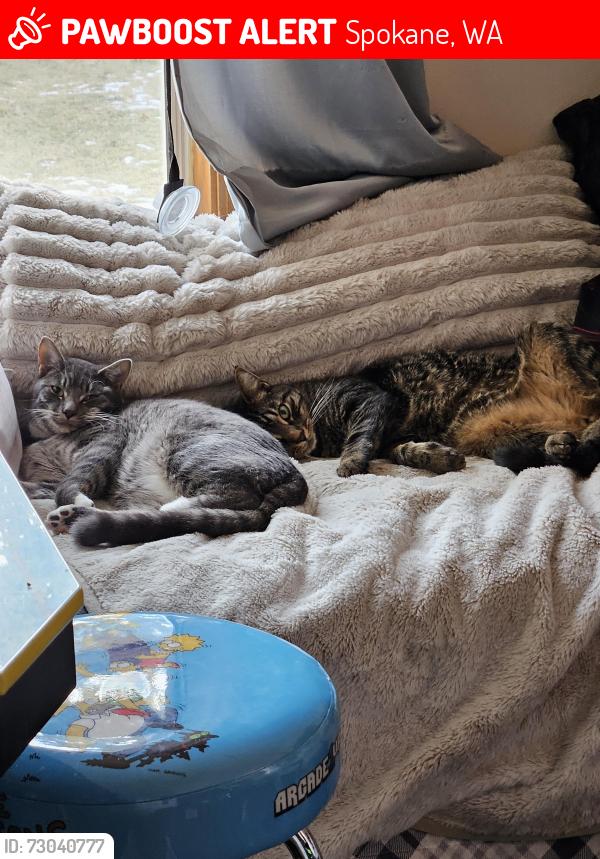 Deceased Female Cat last seen Alberta and cochran, Spokane, WA 99205