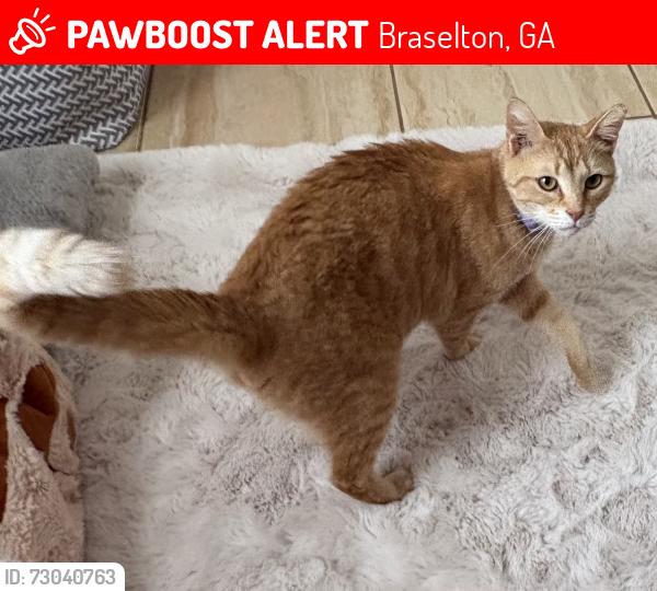 Lost Male Cat last seen Near Todd rd Braselton ga 30517, Braselton, GA 30517