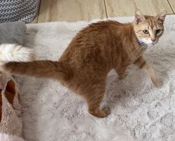 Lost Male Cat last seen Near Todd rd Braselton ga 30517, Braselton, GA 30517