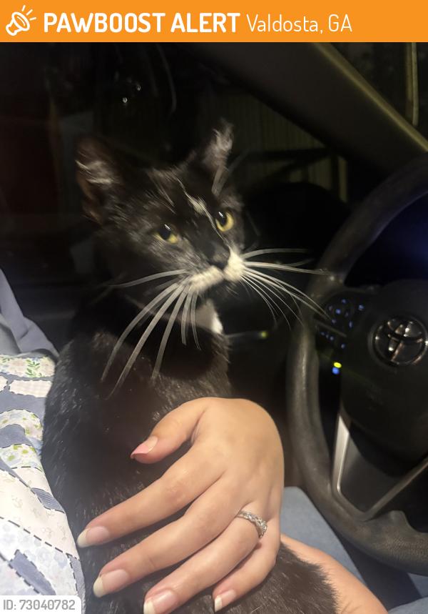 Found/Stray Unknown Cat last seen Laying down on dirt road, Valdosta, GA 31606