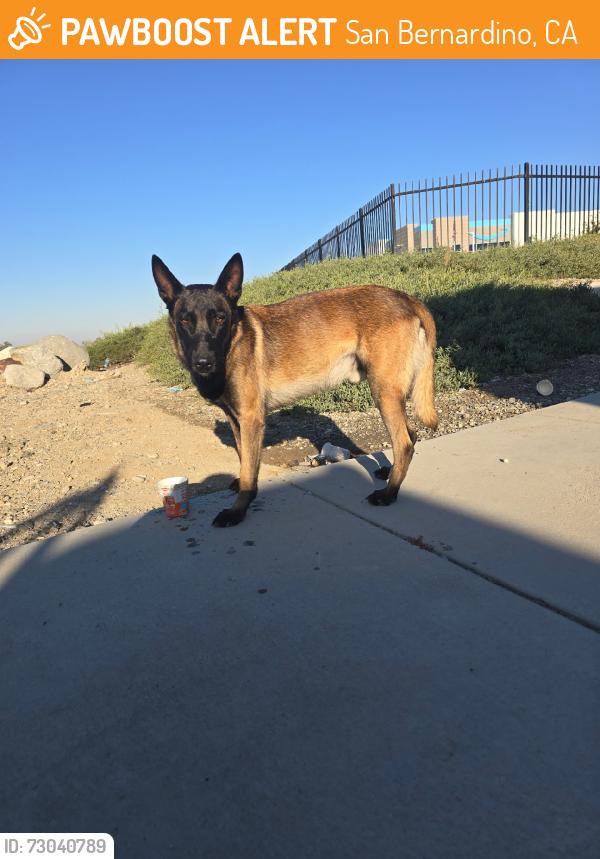 Found/Stray Male Dog last seen FOUND BY AMAZON WAREHOUSE, San Bernardino, CA 92407