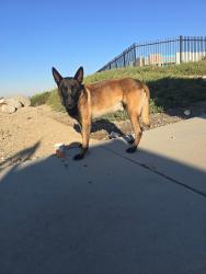 Found/Stray Male Dog last seen FOUND BY AMAZON WAREHOUSE, San Bernardino, CA 92407