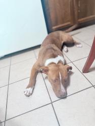 Lost Female Dog last seen Tucson, Tucson, AZ 85701