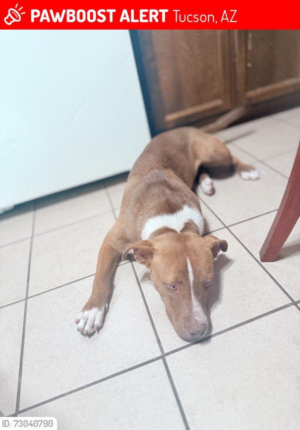Lost Female Dog last seen Tucson, Tucson, AZ 85701