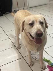 Found/Stray Female Dog last seen Elgin and Mariner, Spring Hill, FL 34609