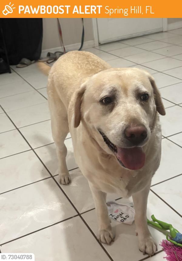 Found/Stray Female Dog last seen Elgin and Mariner, Spring Hill, FL 34609
