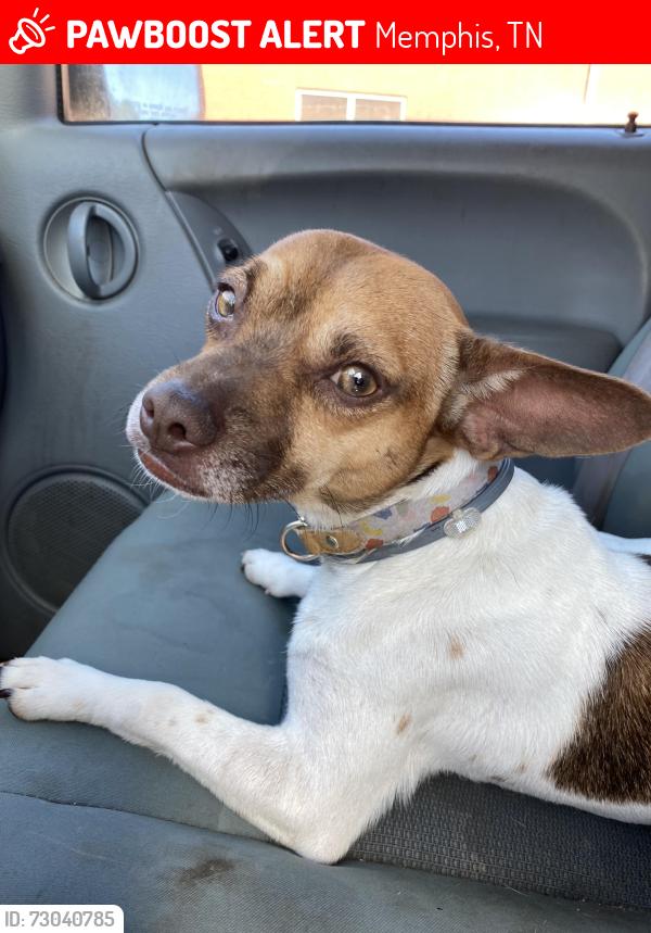 Lost Male Dog last seen Yale Rd. & Covington Pike, Memphis, TN 38128