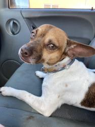 Lost Male Dog last seen Yale Rd. & Covington Pike, Memphis, TN 38128