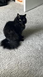 Lost Female Cat last seen Georgian ct, and Brentwood apmts , Manassas, VA 20110