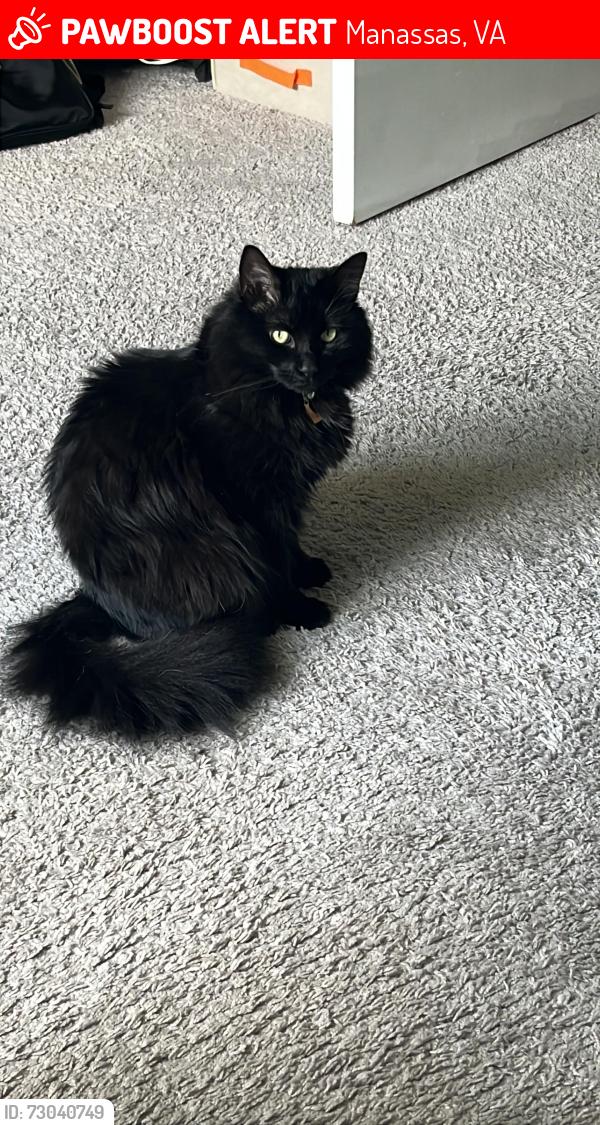 Lost Female Cat last seen Georgian ct, and Brentwood apmts , Manassas, VA 20110