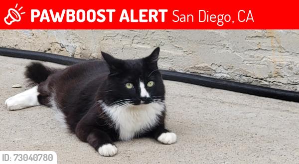 Lost Male Cat last seen Near Rancho Penasquitos Blvd, San Diego 92129 CA, San Diego, CA 92129