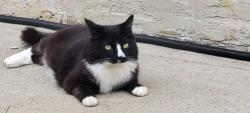Lost Male Cat last seen Near Rancho Penasquitos Blvd, San Diego 92129 CA, San Diego, CA 92129