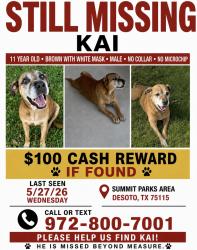 Lost Male Dog last seen Summit Parks Neighborhood on Beltline Road in DeSoto, DeSoto, TX 75115