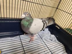 Shelter Stray Unknown Bird last seen Near BLOCK BRACKEN PL SE, SNOQUALMIE WA 98065, 21615 64th Ave S, Kent, WA 98032, USA