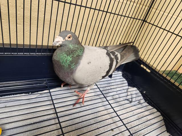 Shelter Stray Unknown Bird last seen Near BLOCK BRACKEN PL SE, SNOQUALMIE WA 98065, 21615 64th Ave S, Kent, WA 98032, USA