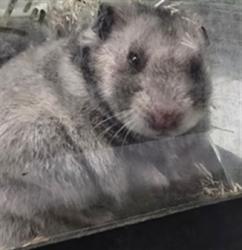 Shelter Stray Male Other last seen , 1850 W 60th St, Los Angeles, CA 90047, USA