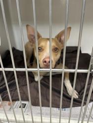 Shelter Stray Male Dog last seen Near BLOCK E FLAMINGO RD, LAS VEGAS NV 89121, 655 N Mojave Rd, Las Vegas, NV 89101, USA