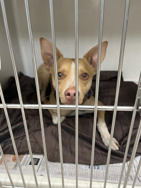 Shelter Stray Male Dog last seen Near BLOCK E FLAMINGO RD, LAS VEGAS NV 89121, 655 N Mojave Rd, Las Vegas, NV 89101, USA