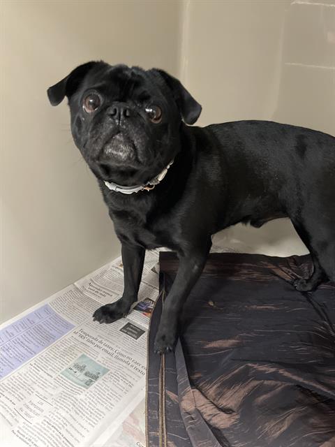Shelter Stray Male Dog last seen Near BLOCK S LAS VEGAS BLVD, LAS VEGAS NV 89109, 655 N Mojave Rd, Las Vegas, NV 89101, USA