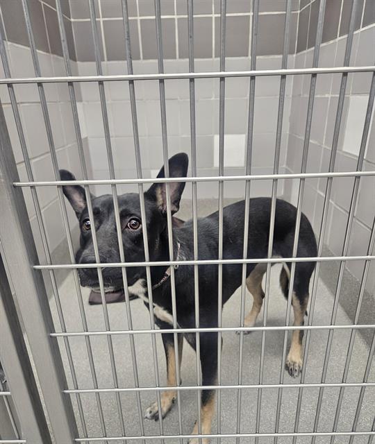 Shelter Stray Unknown Dog last seen Near BLOCK E SILVERADO RANCH BLVD, LAS VEGAS NV 89183, 655 N Mojave Rd, Las Vegas, NV 89101, USA