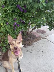 Lost Female Dog last seen Elfreth’s Alley, Philadelphia, PA 19106