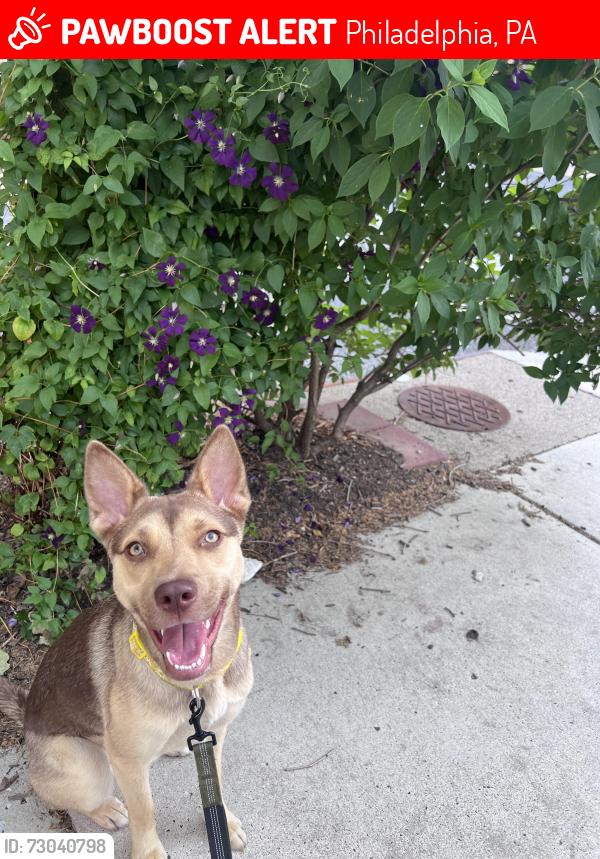 Lost Female Dog last seen Elfreth’s Alley, Philadelphia, PA 19106