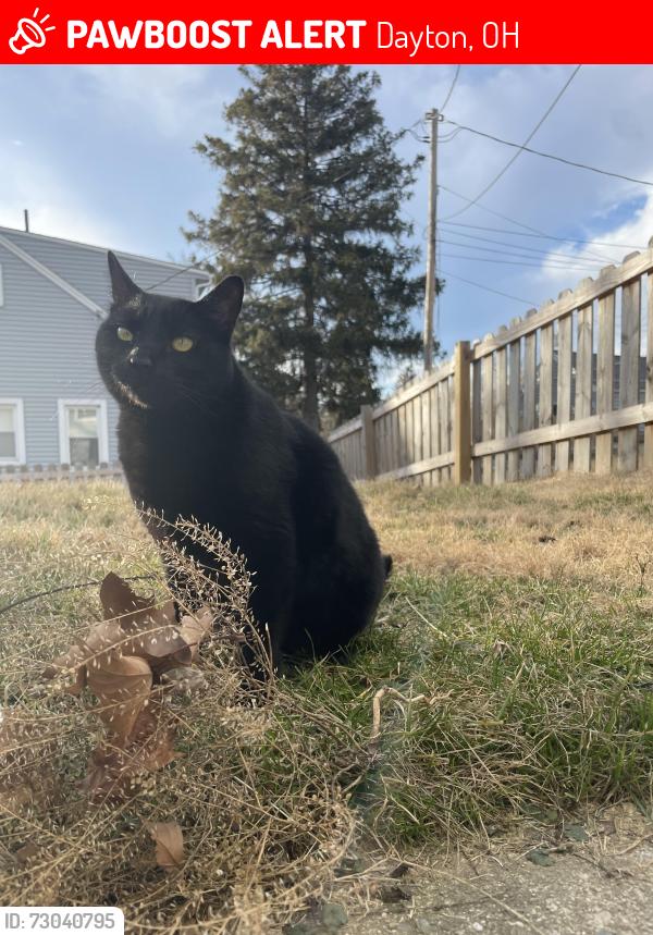 Lost Male Cat last seen Hilton Drive & Elmdale Drive, Dayton, OH 45409