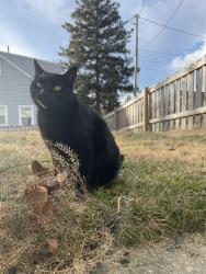 Lost Male Cat last seen Hilton Drive & Elmdale Drive, Dayton, OH 45409