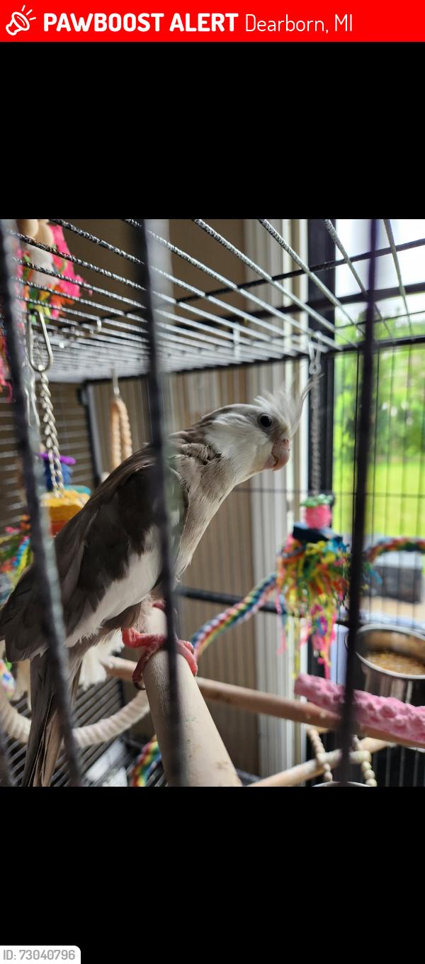 Lost Male Bird last seen Neighborhood between Outer Drive, Cherry Hill, and Telegraph, Dearborn, MI 48128