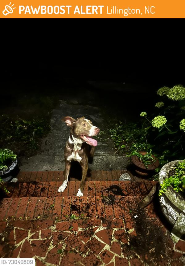 Found/Stray Male Dog last seen Titan Roberts and Ross Roads, Lillington, NC 27546