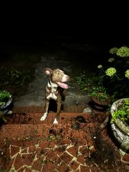 Found/Stray Male Dog last seen Titan Roberts and Ross Roads, Lillington, NC 27546