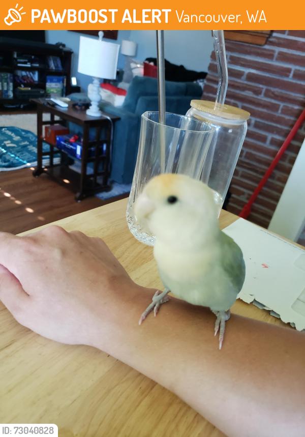 Found/Stray Unknown Bird last seen Highway 99, Vancouver, WA 98665
