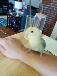 Found/Stray Unknown Bird last seen Highway 99, Vancouver, WA 98665