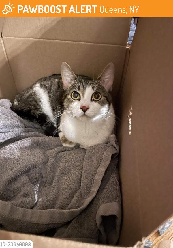 Found/Stray Unknown Cat last seen Case street and benham, Queens, NY 11373