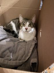 Found/Stray Unknown Cat last seen Case street and benham, Queens, NY 11373