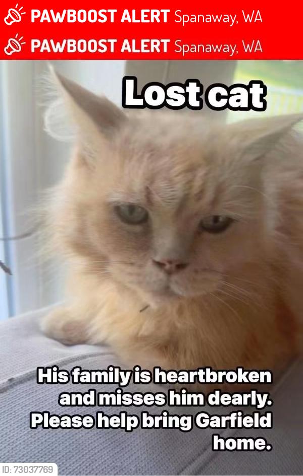 Lost Male Cat last seen Graham , Spanaway, WA 98387