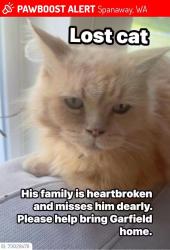 Lost Male Cat last seen Graham , Spanaway, WA 98387