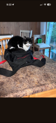 Lost Female Cat last seen Bucher Park, Shoreview, MN 55126