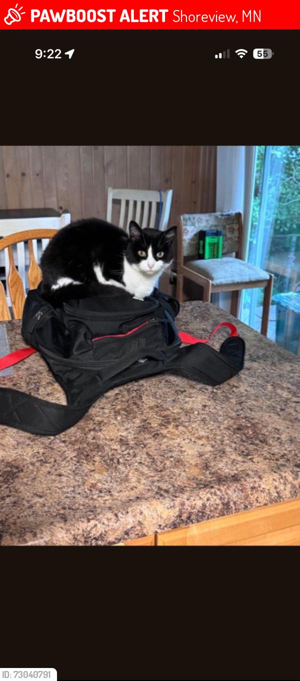 Lost Female Cat last seen Bucher Park, Shoreview, MN 55126