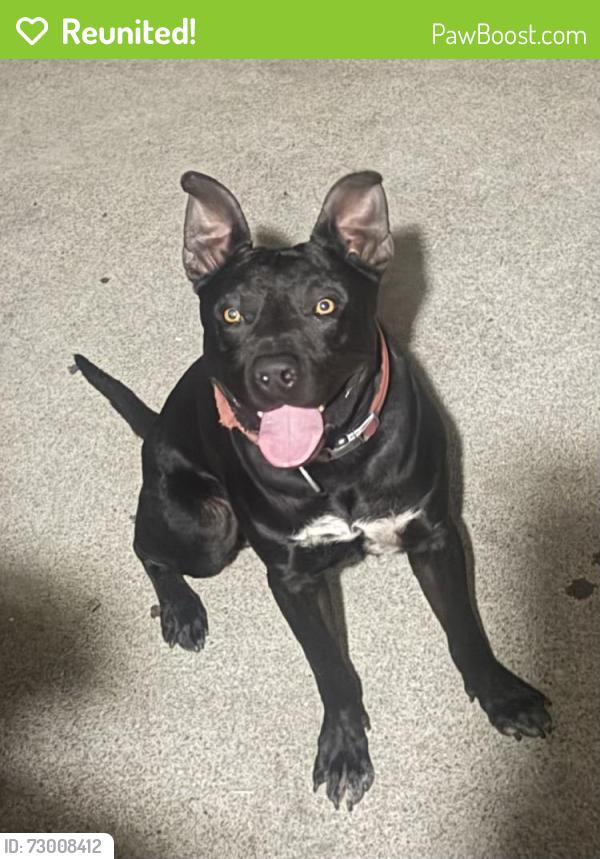 Reunited Male Dog last seen Lemon and Redlands Ave in Colton, Colton, CA 92324